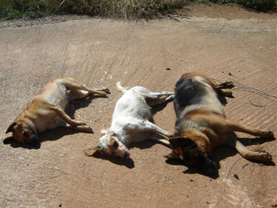 Ρίχνουν φόλες στην Ανθούσα